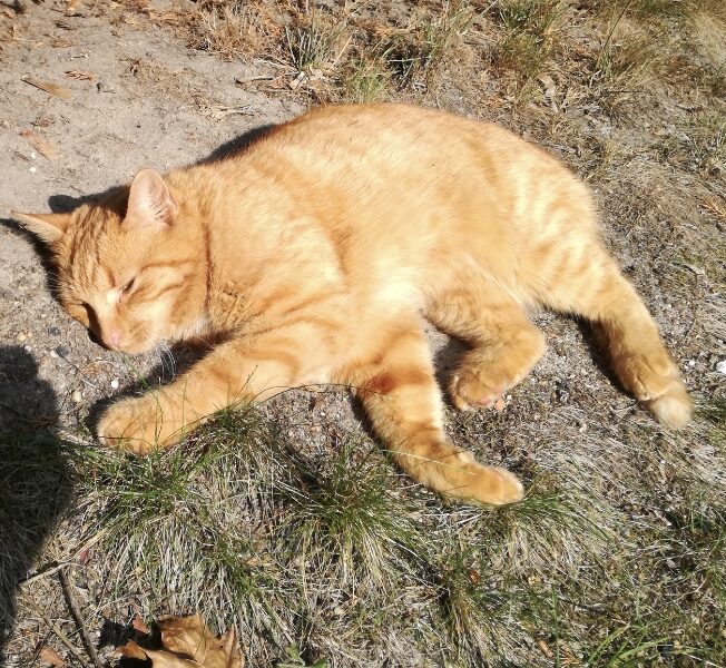 Zaginęła kotka Ruda