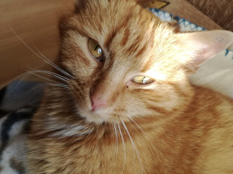 Zaginęła kotka Ruda