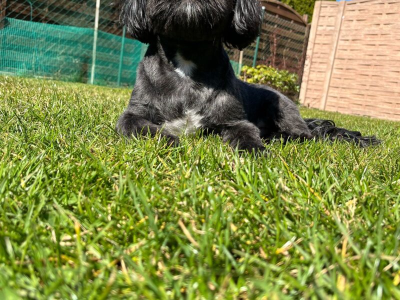 Zaginął piesek rasy shih tzu. Czarny z białym "krawatem" Miki