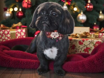 Zaginął piesek rasy shih tzu. Czarny z białym "krawatem" Miki