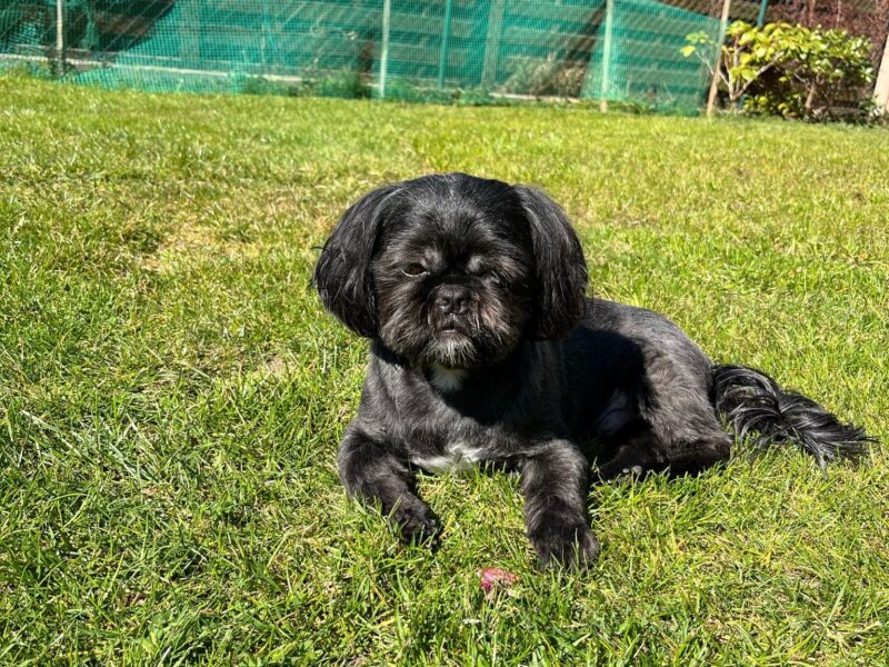 Zaginął piesek rasy shih tzu. Czarny z białym "krawatem" Miki