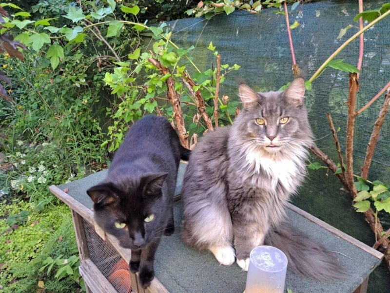 ZAGINĄŁ KOT Enzo !!!