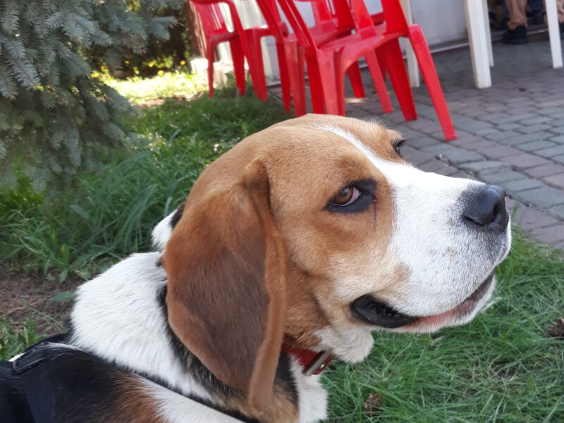 Beagle MAX