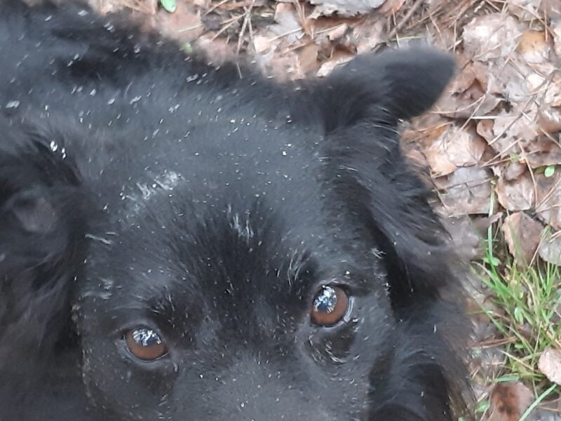 Zaginął piesek Kruczek