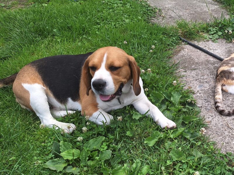 Beagle MAX