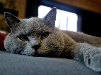 Zaginął szary kot brytyjczyk Mietek