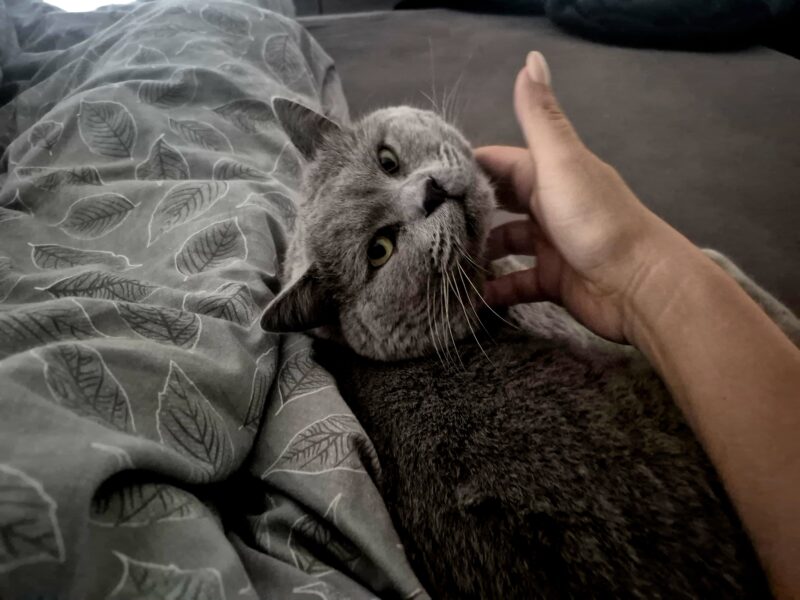 Zaginął szary kot brytyjczyk Mietek