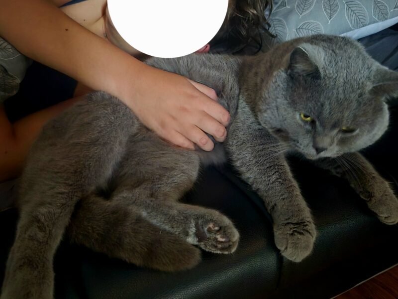 Zaginął szary kot brytyjczyk Mietek