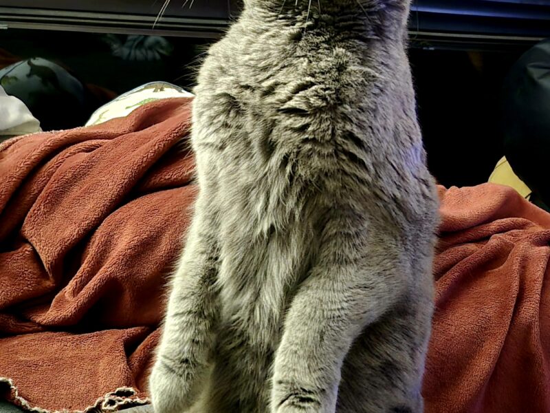 Zaginął szary kot brytyjczyk Mietek