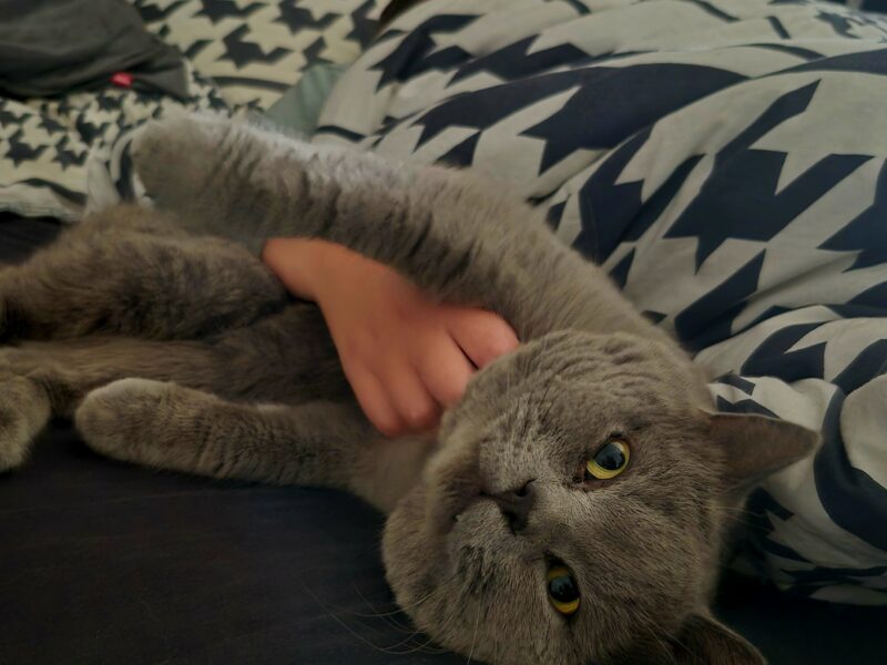 Zaginął szary kot brytyjczyk Mietek