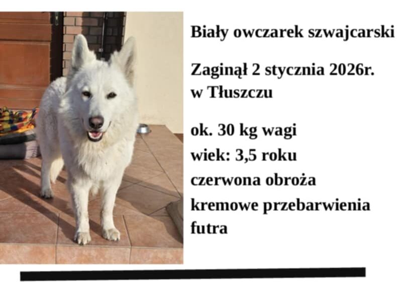 Zaginął 3 letni Biały Owczarek Szwajcarski