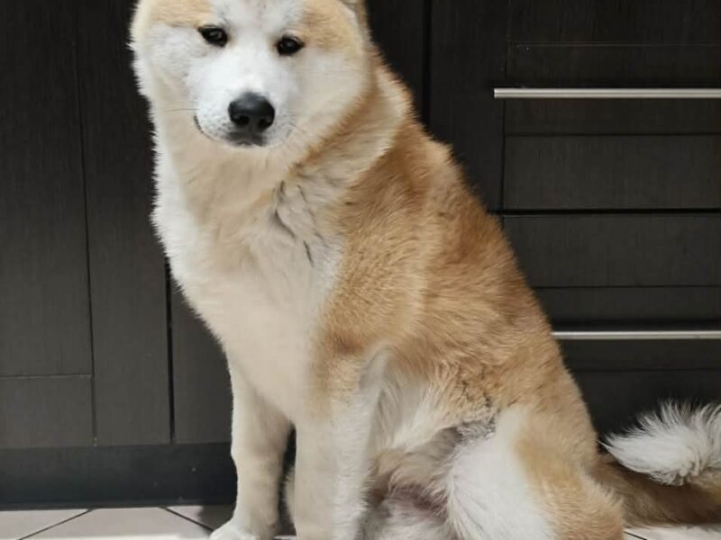 ZAGINĄŁ NASZ PIES HACHI