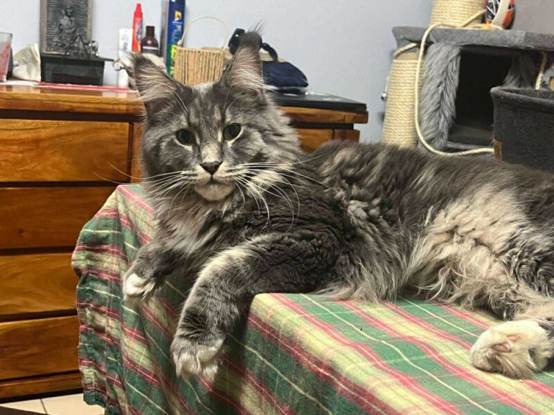 ZAGINĄŁ KOT Enzo !!!