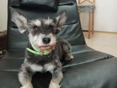 3.01.2025 Zaginął Pies Nala