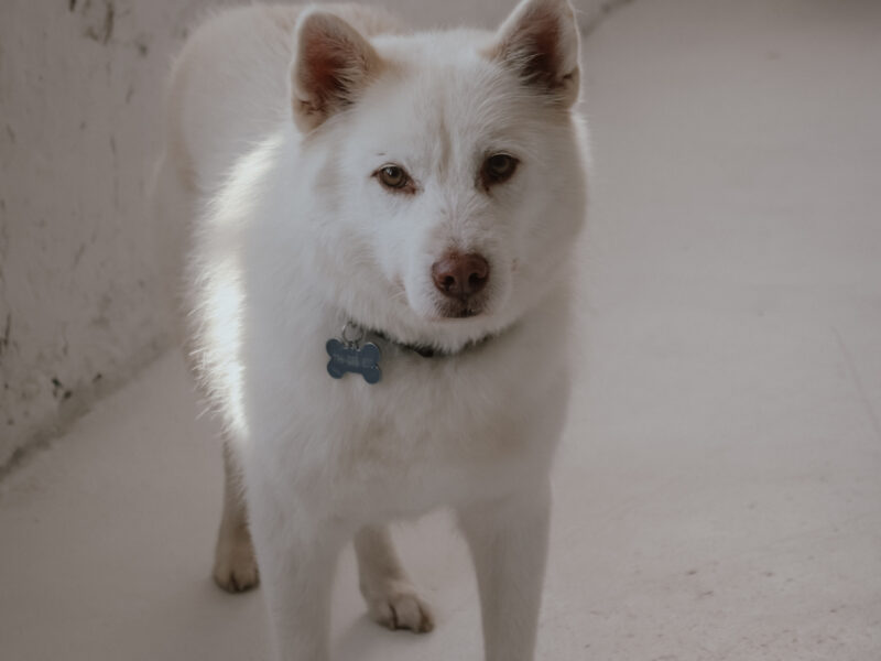 Zaginął starszy biały piesek