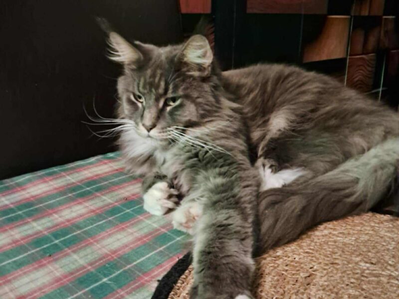 ZAGINĄŁ KOT Enzo !!!