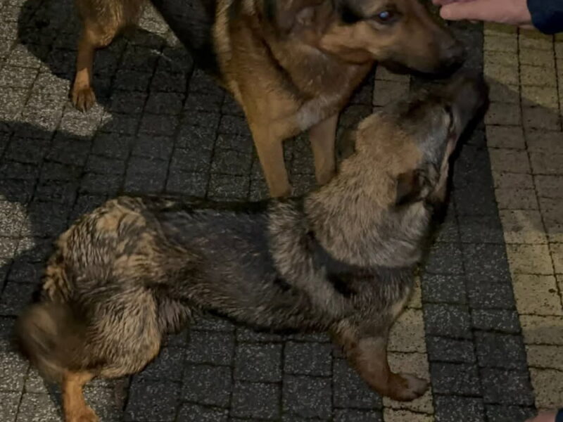 Zaginęły pieski Brownie i Blackie