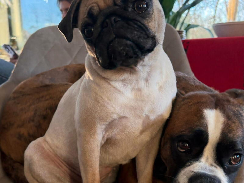 Zaginęła sunia Lolcia Mops