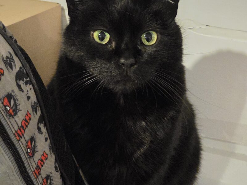 Zaginął czarny kot Mefi