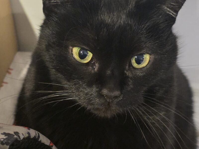 Zaginął czarny kot Mefi