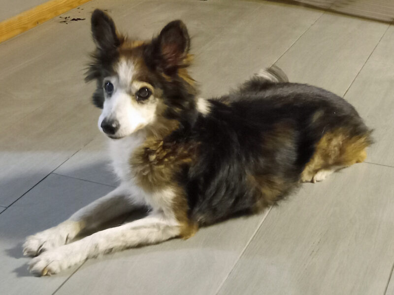 Zaginęła chora sunia Lisia