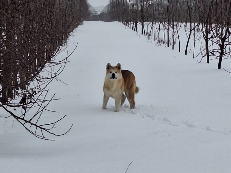 ZAGINĄŁ NASZ PIES HACHI