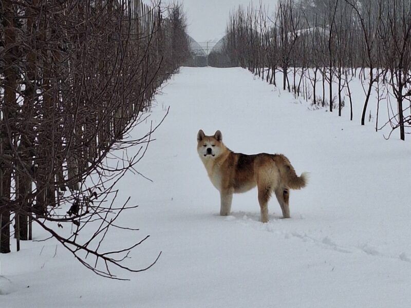 ZAGINĄŁ NASZ PIES HACHI