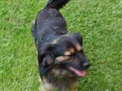 Zaginął piesek Lucky w Przemyślu