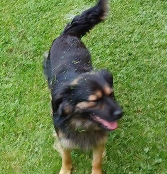 Zaginął piesek Lucky w Przemyślu