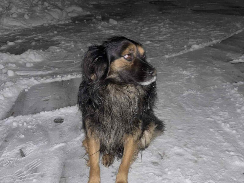 Zaginął piesek Lucky w Przemyślu