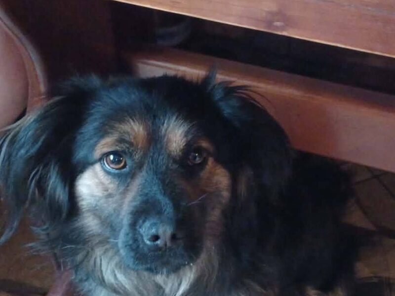 Zaginął piesek Lucky w Przemyślu