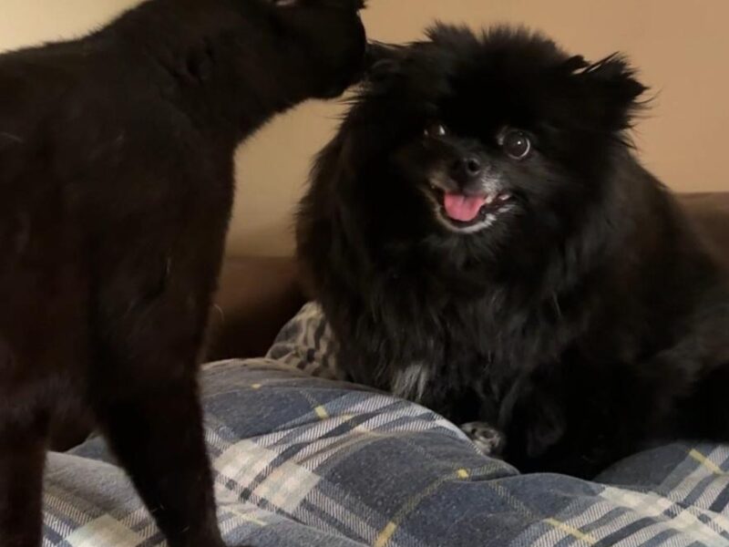 ZAGINĘŁA SUNIA – TERI