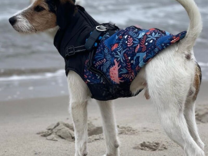 Zaginął piesek Kajtek nagroda 2 000 zł