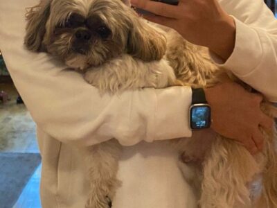 Zaginął Shitzu- ZDUŃSKA WOLA Calvin