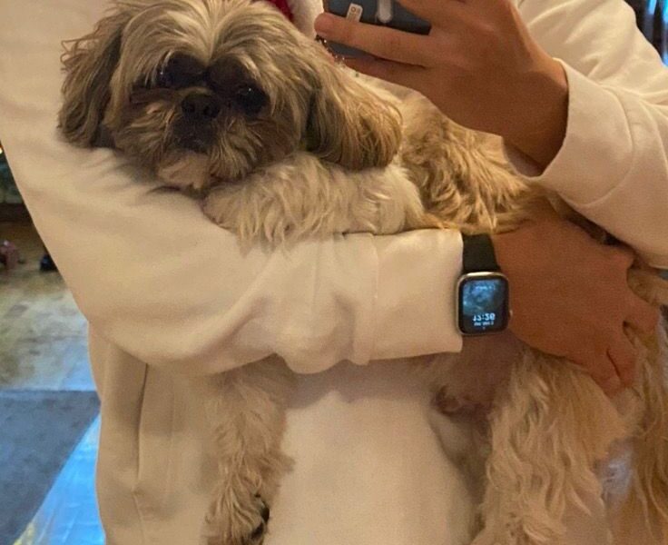 Zaginął Shitzu- ZDUŃSKA WOLA Calvin