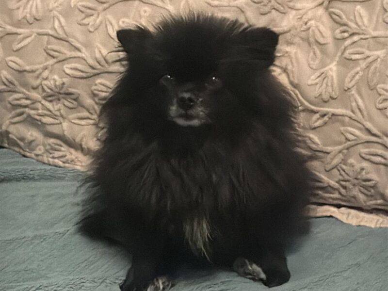 ZAGINĘŁA SUNIA – TERI