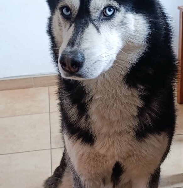 ZAGINĄŁ PIES - KODI