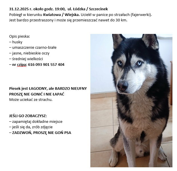 ZAGINĄŁ PIES - KODI