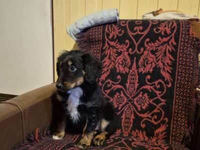 Zaginął piesek Czarek