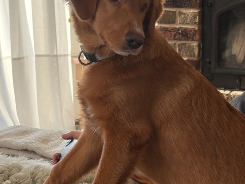 Zaginął piesek Abo