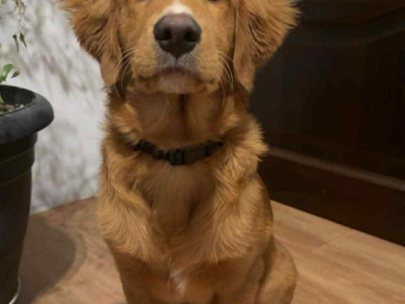 Zaginął piesek Abo