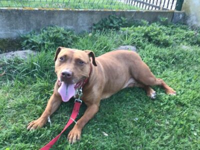 Zaginął pies proszę o pomoc