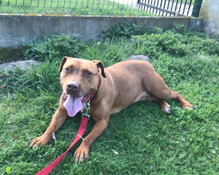 Zaginął pies proszę o pomoc