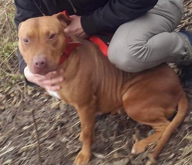 Zaginął pies proszę o pomoc