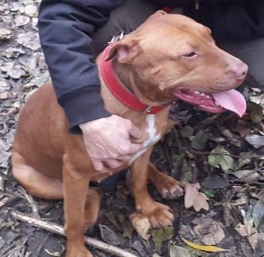 Zaginął pies proszę o pomoc