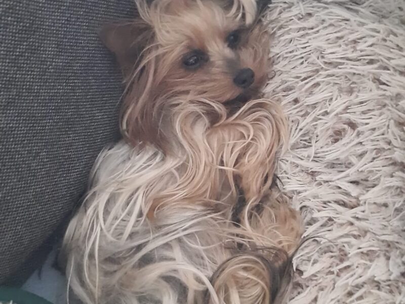 Zaginęła suczka Yorka