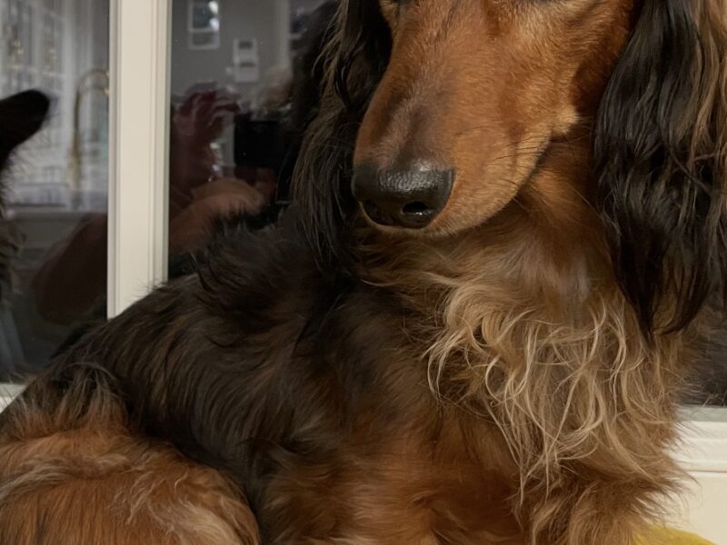 Zaginął Jamnik długowłosy Henio