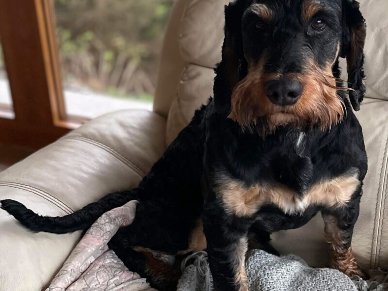 Zaginął pies Bruno