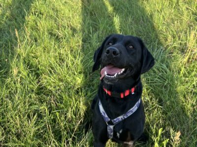 Zagineła suczka Coca