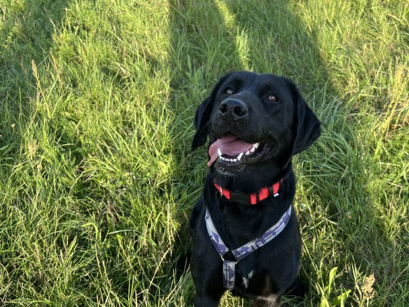 Zagineła suczka Coca